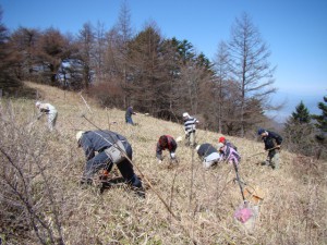 風衝地のササ刈り作業