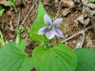 エゾノタチツボスミレ紫花